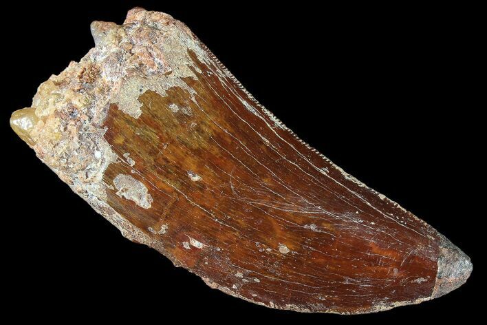 Serrated, Carcharodontosaurus Tooth - Real Dinosaur Tooth #85773